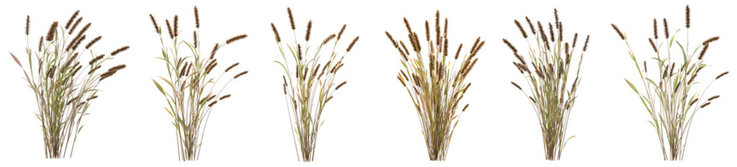 Set of tail grass with isolated on transparent background. PNG file, 3D rendering illustration, Clip art and cut out - obrazy, fototapety, plakaty