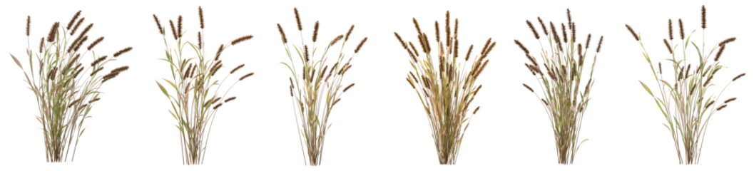 Foto op Canvas Set of tail grass with isolated on transparent background. PNG file, 3D rendering illustration, Clip art and cut out © EcoSpace