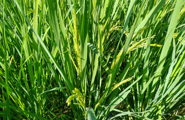 rice plants with young rice grains that are light green in color thrive