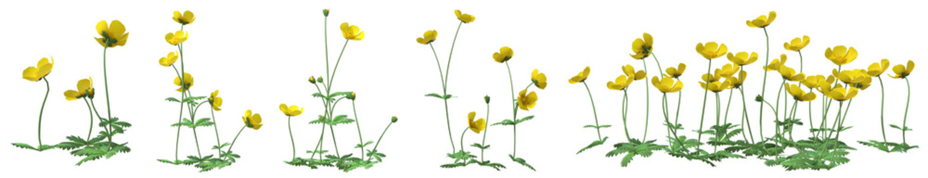 Set of Ranunculus repens plant or Creeping buttercup flowers with isolated on transparent background. PNG file, 3D rendering illustration, Clip art and cut out