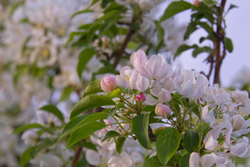 Spring Blossoms in the Evening Light