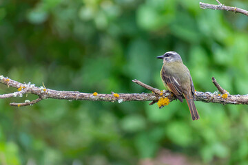 bienteveo coronidorado