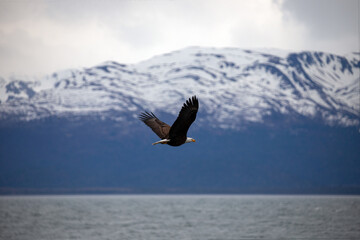 American bald eagle with outstretched wings against coastal mountains near Homer Alaska United States