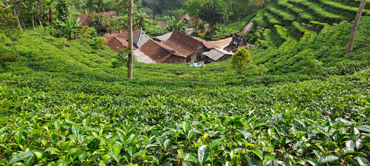 green tea plantation in Indonesia