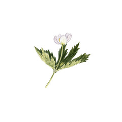 watercolor drawing plant of wood anemone with leaves and flower, isolated at white background, natural element, hand drawn botanical illustration