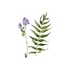watercolor drawing plant of Greek valerian , Jacob's-ladder with leaves and flower, Polemonium caeruleum isolated at white background, natural element, hand drawn botanical illustration