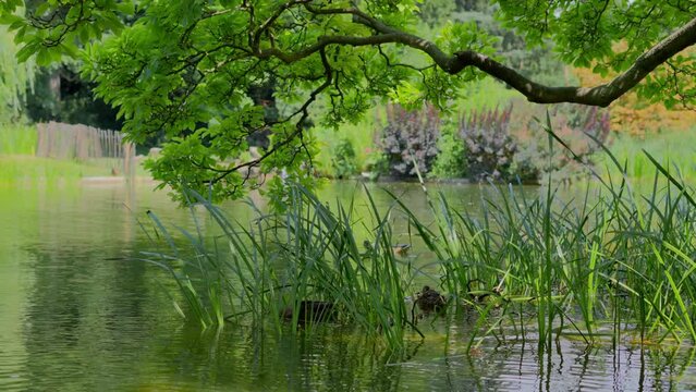 Pond in the Türkenschanzpark in Vienna with Mallard Ducks hiding in the long lake grass surrounded by trees and nature during a sunny day. Medium eye level shot in 4K. Sony FX3 in slow motion.