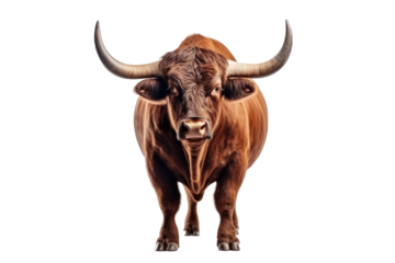 Strongest dark brown bull with muscles and long horns portrait looking at camera isolated on clear png background, Animals Fighter concept, with Generative Ai.