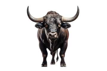 Strongest dark brown bull with muscles and long horns portrait looking at camera isolated on clear png background, Animals Fighter concept, with Generative Ai.