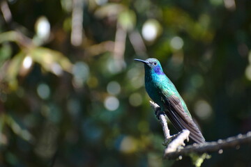 colibri violeta