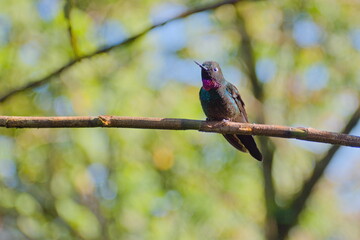 colibrí turmalina