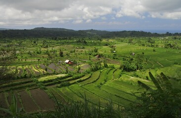 Fototapeta na wymiar Beautiful rice field around Sidemen village in karangasem, Bali, Indonesia.