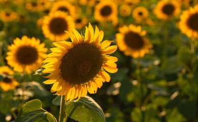 Sunset landscape on a sunflower plants field. Sunflower plantation in the beautiful sunset light over a sunflower agriculture farm.