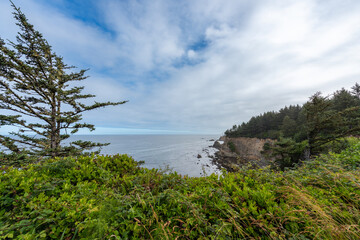 Fototapeta na wymiar Trees on the beach shore of the Oregon Coast, Cape Arago State Park, Pacific Northwest United States