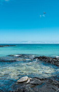 The green sea turtle (Chelonia mydas), also known as the green turtle, black (sea) turtle or Pacific green turtle. KEKAHA KAI (KONA COAST) STATE PARK. Mahaiula Beach, Big Island Hawaii