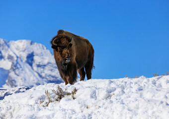 Lone Bison, Wyoming