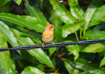 Mauritius Fody bird perching on black cable - Foudia Mauricianus