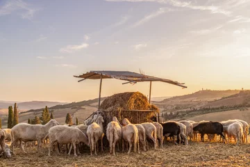 Fotobehang Gregge di pecore mentre mangiano al fienile al tramonto in toscana © Nyky