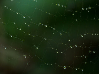 Raindrops on spider web on natural background 