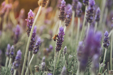 Lavender and bee