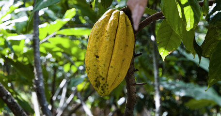 Yellow cacao pod hanging from tree, Jaen, Peru