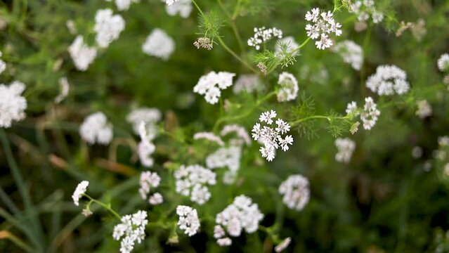 white flower of coriander crop in the field.