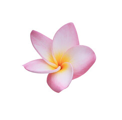 Plumeria or Frangipani or Temple tree flower. Close up single pink-white frangipani flowers isolated on transparent background.	