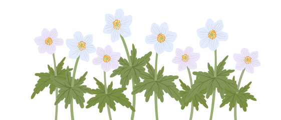 anemone, windflowers, field flowers, vector drawing wild plants at white background, floral elements, hand drawn botanical illustration