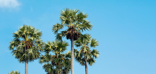 Obraz na płótnie Canvas Tropical palm trees against blue sky. Summer vacation or travel concepts.