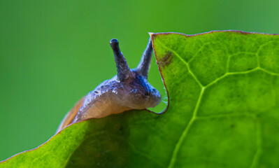 Snail