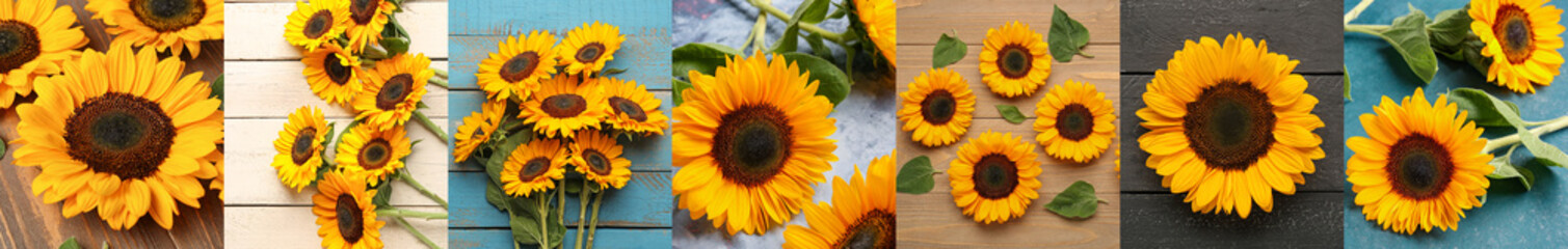 Obraz premium Collage with many sunflowers on color background
