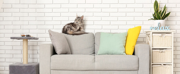 Maine Coon cat on sofa in living room