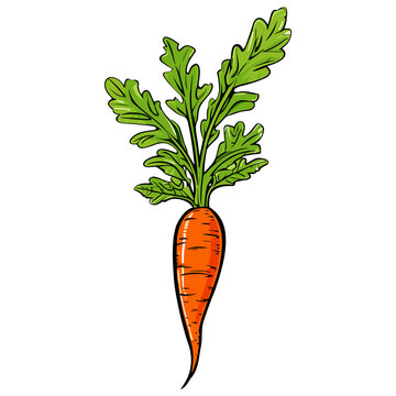 healthy orange carrots illustration, Vegetable Hand drawn doodle illustration