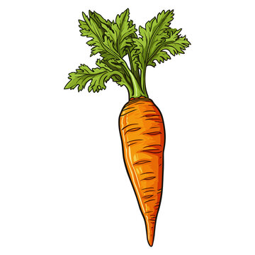 healthy orange carrots illustration, Vegetable Hand drawn doodle illustration