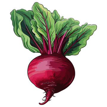 healthy beetroot illustration, Vegetable Hand drawn doodle illustration