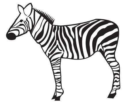 black and white zebra standing icon