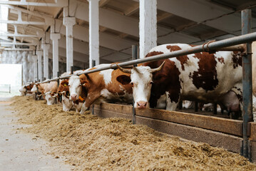 Feeding cows, a row of farm animals eating in a barn. Selective focus on a cow looking at camera