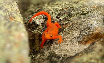 Eastern newt on rocks at the summit of Mt. Kearsarge.