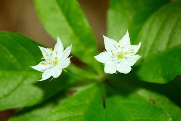 White blooms of starflower on Mt. Sunapee, New Hampshire.