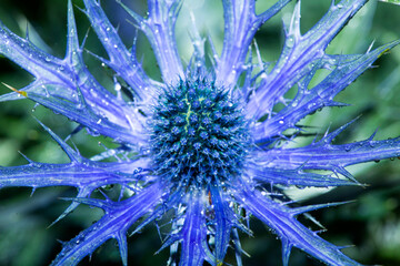 Closeup of a blue sea holly flower in Manchester, Connecticut. - obrazy, fototapety, plakaty