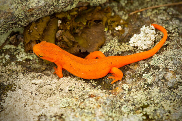Eastern newt on rocks at the summit of Mt. Kearsarge.