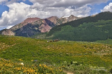 Fototapeta na wymiar Wildflower season in Crested Butte, CO. Mid-day and the hiking paths near Mt. Crested Butte are rapidly gaining popularity. 