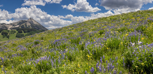 Wildflower season in Crested Butte, CO. Mid-day and the hiking paths near Mt. Crested Butte are rapidly gaining popularity. 