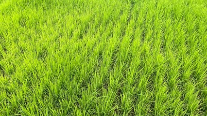 green grass background