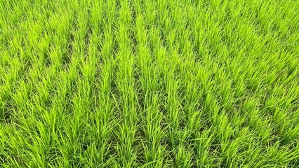 green grass texture