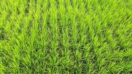 green grass background