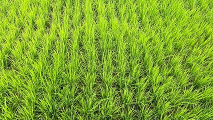 green rice seedling texture background