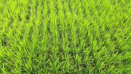 green grass background