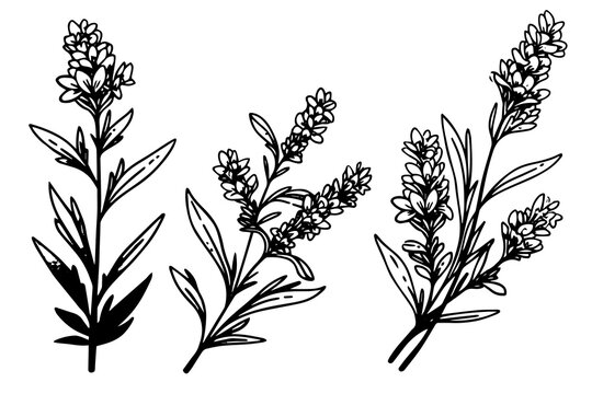 Floral botanical lavender flower hand drawn ink sketch.  Vector engraving illustration.