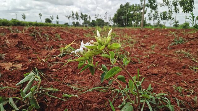 A jasmine plant sapling with blooming flower buds in a farm field